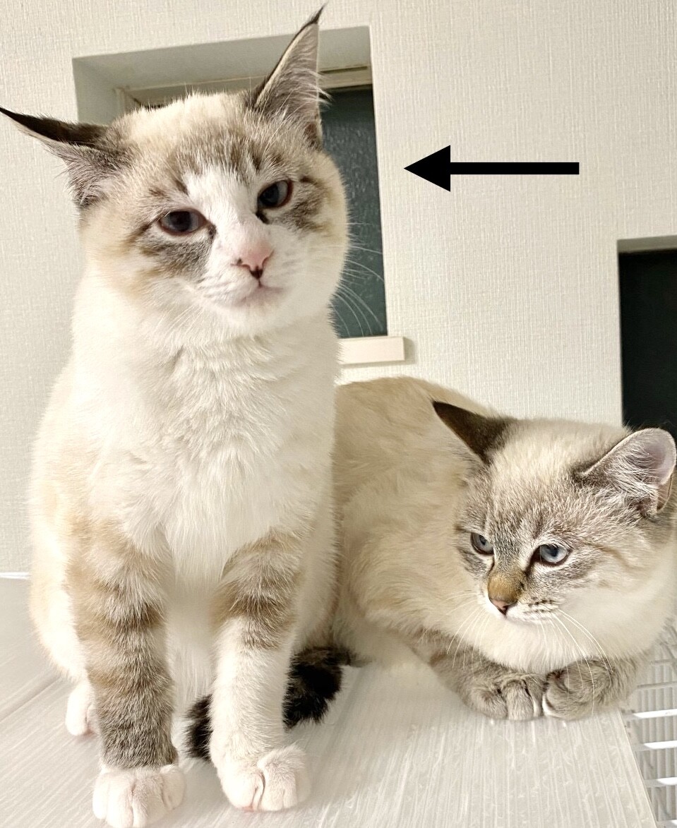 シャム風瞳ブルー○キュー」千葉県 - 猫の里親募集(484197) 2枚目の