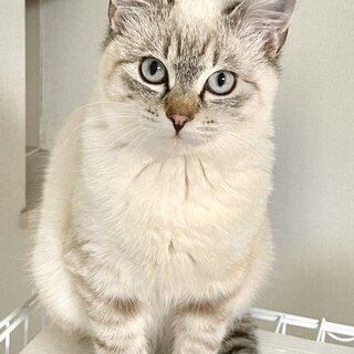 シャム風３兄弟●瞳ブルー●モフモフおっとり美男子