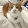 こんばんにゃんこ