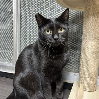 控えめだけど甘えん坊のチョコくん