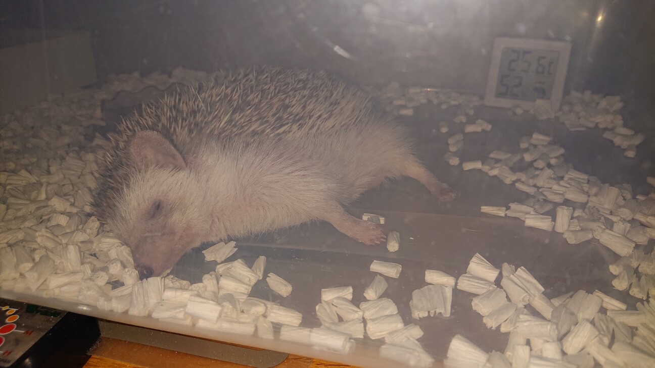 元気で食いしん坊な女の子 サムネイル4