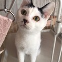 左右のホクロがチャームポイント♪白黒わかめちゃん