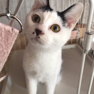 左右のホクロがチャームポイント♪白黒わかめちゃん