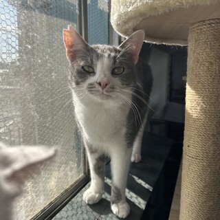 美猫の男の子です☆ミ