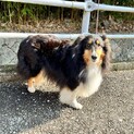 シェルティの女の子里親募集