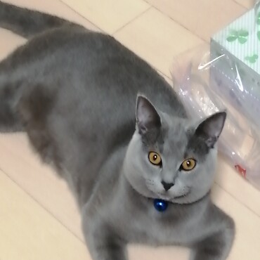 ブラッシング大好き❤