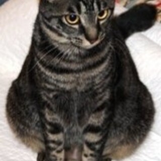 運動神経抜群!甘えん坊の黒キジくん