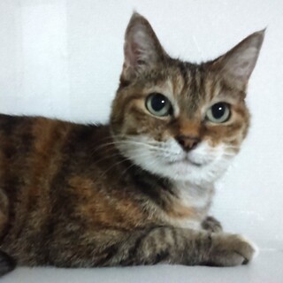 【3/31芝浦】穏やかでおとなしい猫嫌いのマリー