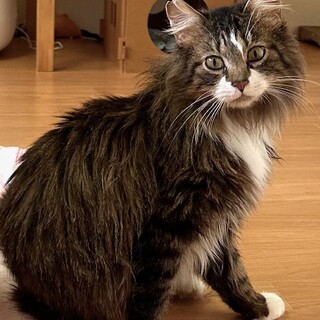 ちょっとビビリな長毛キジトラ　シンバ君