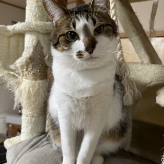 顔はいかつくても甘えん坊のゴンちゃん