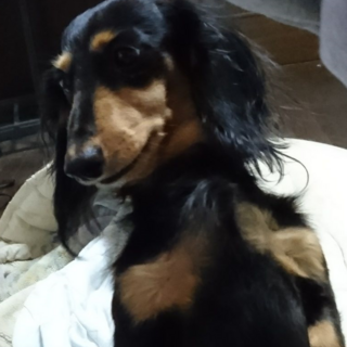 ミニチュアダックス　10歳　メス