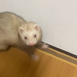 フォクシーフェレットシナモン