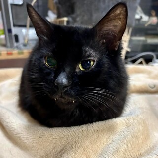 [お見合い大歓迎]3本足のバロン君