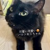 [お見合い大歓迎]3本足のバロン君 サムネイル2