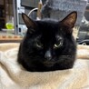 [お見合い大歓迎]3本足のバロン君 サムネイル3