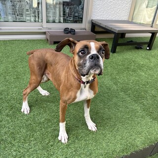 ✴︎里親決定！✴︎性格◎ボクサー