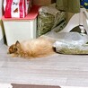 ぺちゃぁ
