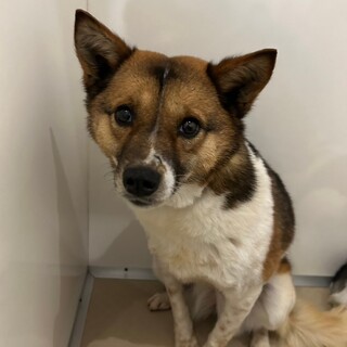 優しく穏やかな女の子【つる】ちゃん