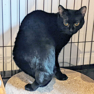 人馴れ頑張るゆめちゃん、ずっとのおうち募集中！