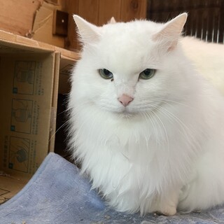 兄弟とか先住さんのいるお家希望です☆彡