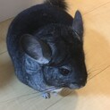 元気いっぱいのチンチラ君