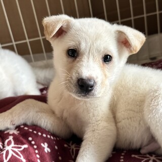 愛嬌抜群、大君‼保健所レスキュー