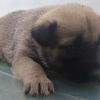 沢山の子犬が収容されています‼️