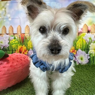 大人しく優しいテリア系ミックス女の子８歳くらい