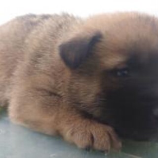 沢山の子犬が収容されています‼️