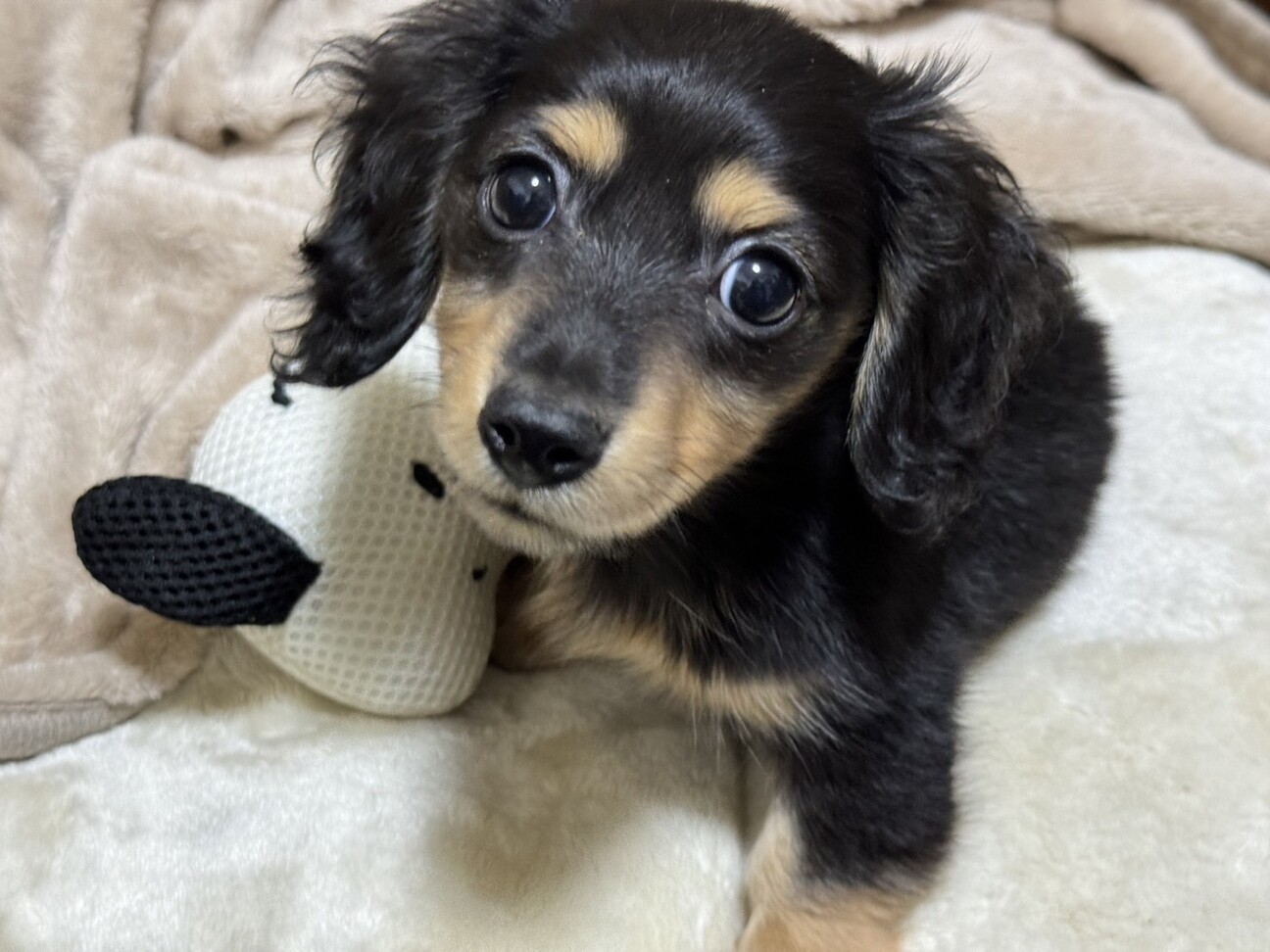 小さいけど勇敢なカニヘン」大阪府 - 犬の里親募集(484303