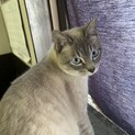 シャム系３きょうだい　とても甘えん坊の青山くん♪