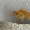 でめち