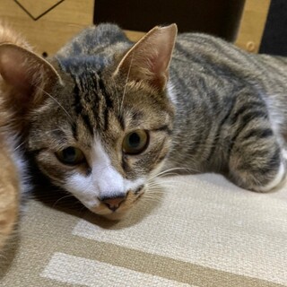 甘えん坊で元気なスピカ