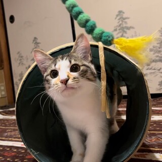 譲渡会にて里親様決定しました！