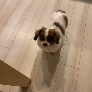 パピヨンとキャバリアのミックス犬