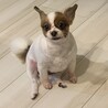 パピヨンとキャバリアのミックス犬 サムネイル2