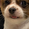 パピヨンとキャバリアのミックス犬 サムネイル3