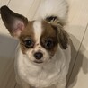 パピヨンとキャバリアのミックス犬 サムネイル4