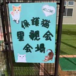 2024/3/9 保護猫の里親会(譲渡会)in三重県津市 サムネイル3