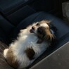 パピヨンとキャバリアのミックス犬 サムネイル5