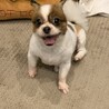 パピヨンとキャバリアのミックス犬 サムネイル6