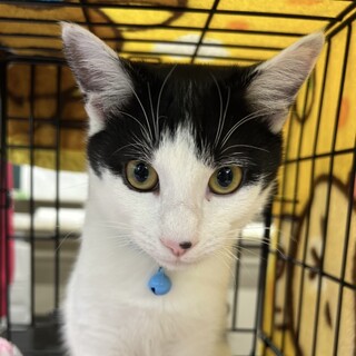 凄く甘えん坊かまってちゃんハチワレ男子⭐️はる