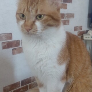 甘えんぼなオスの茶×白です