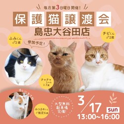 子猫～シニア猫❤足立区島忠大谷田店(千代田線北綾瀬駅から徒歩10分)