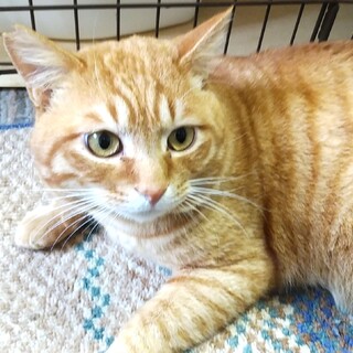 ６月２日譲渡会参加、人好き、だいごろうくん