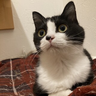 甘えん坊な女の子うにちゃん