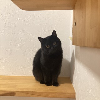 まんまる目が可愛い黒猫ねろちゃん