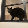 まんまる目が可愛い黒猫ねろちゃん サムネイル2