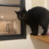 まんまる目が可愛い黒猫ねろちゃん サムネイル3
