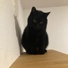 まんまる目が可愛い黒猫ねろちゃん サムネイル4